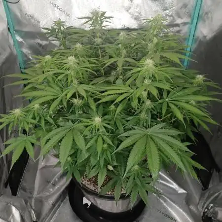 Mega Power Plant in Operation!