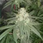 Rainbow Melon #2