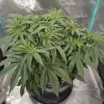 Mega Power Plant in Operation!