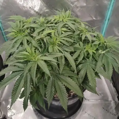 Mega Power Plant in Operation!