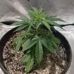 Spliff Cheese Please!