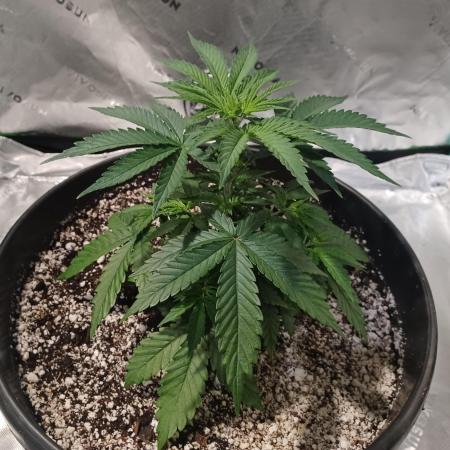 Spliff Cheese Please!