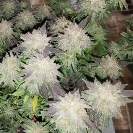 My Chemdawg Runt