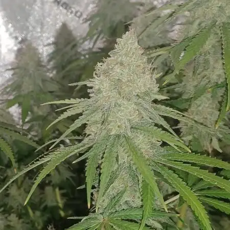 Mega Power Plant in Operation!
