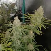 Spliff Cheese Please!