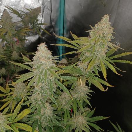 Spliff Cheese Please!