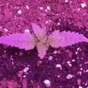 420 fastbuds Blue dream’atic