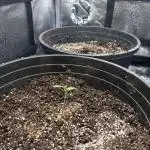 Grandmommy purple