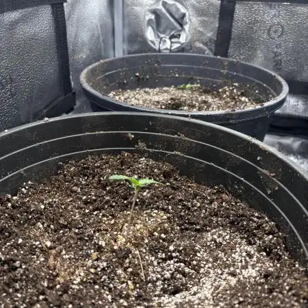 Grandmommy purple