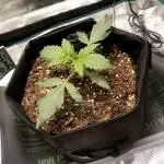 First Grow!