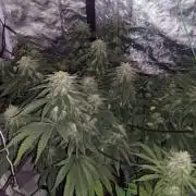 Green gelato/Hulkberry/WhiteCritical