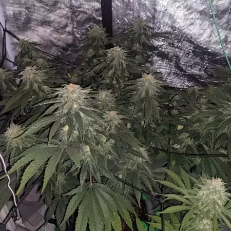Green gelato/Hulkberry/WhiteCritical