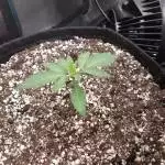 Ghost Toof By Mephisto  
