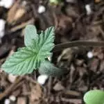 Mandalorian Genetics - Bobby's Widow