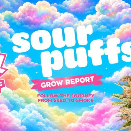 Sour puff | 0,1 м² | Hi-Tech PC