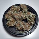 Zkittlez Auto - Seedsman