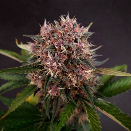 PurpleOG Punch Auto - Ganja Farmer Seeds