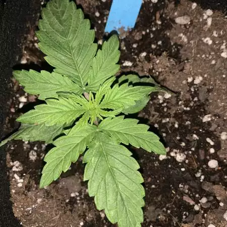 00seeds NL AUTO 