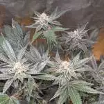 Unknown grow