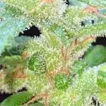 blue dream