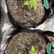 1st Run In 2 x 2.5 Grow Tent