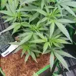 toxic caludias and critical clones