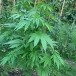 CZ Outdoor´22_BlackJack F1_SweetSeeds
