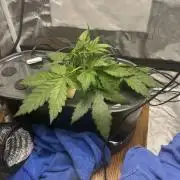 1st auto critical + 2.0