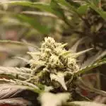 420HomeGrower2020