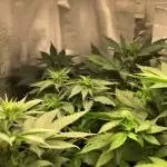 weed a max