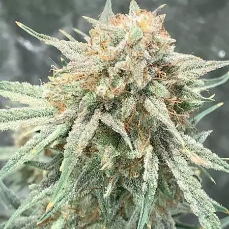 wedding cake autos 