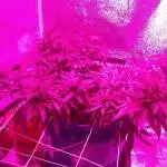 Sacha (Bag Seed) 