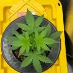 GDP auto