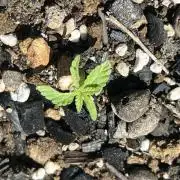 Unknown hybrid