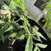 2026/2027 grow