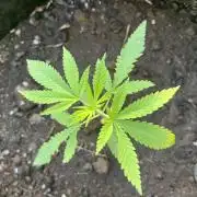 2026/2027 grow