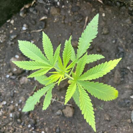 2026/2027 grow