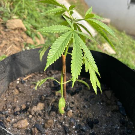 2026/2027 grow