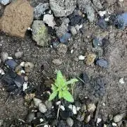 Unknown hybrid