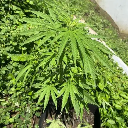 2026/2027 grow