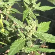 2026/2027 grow