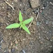 2026/2027 grow
