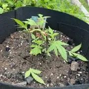 2026/2027 grow