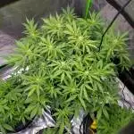 White Widow Auto DWC 