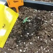 TEST SEEDMAN PEYOTE ZKITTLEZ