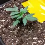 TEST ROYAL QUEEN SEEDS 