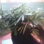 Jack Herrer of John