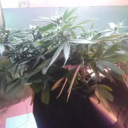 Jack Herrer of John