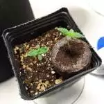 YXO led | Autos | Crit. Purple + G. Glue