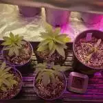 Growgoodweed